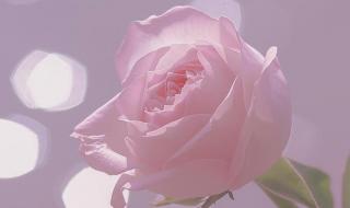 渐变粉玫瑰花语 粉色玫瑰的花语